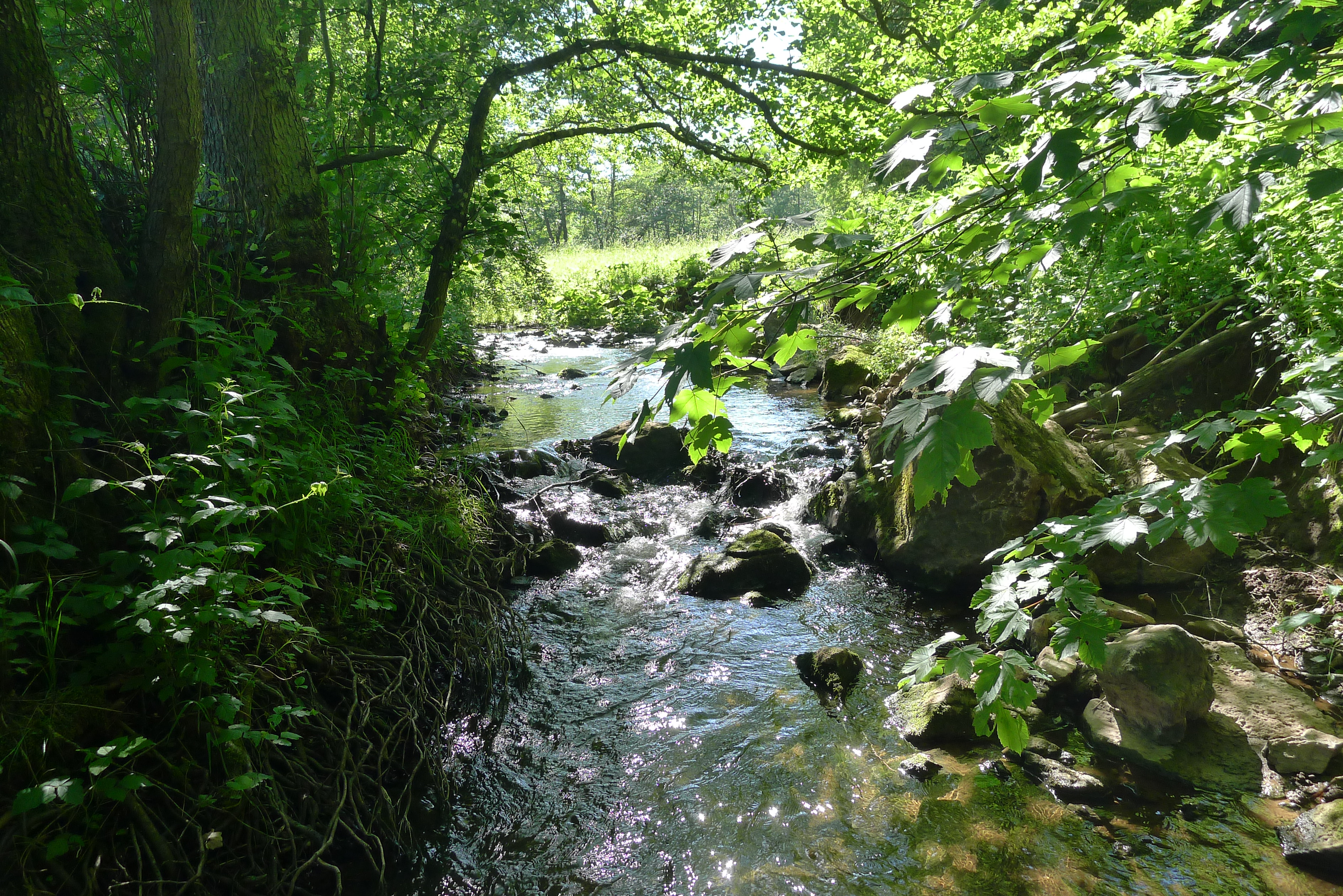 „Abenteuer Erde: Urwald von morgen – Nationalpark Eifel“ im WDR