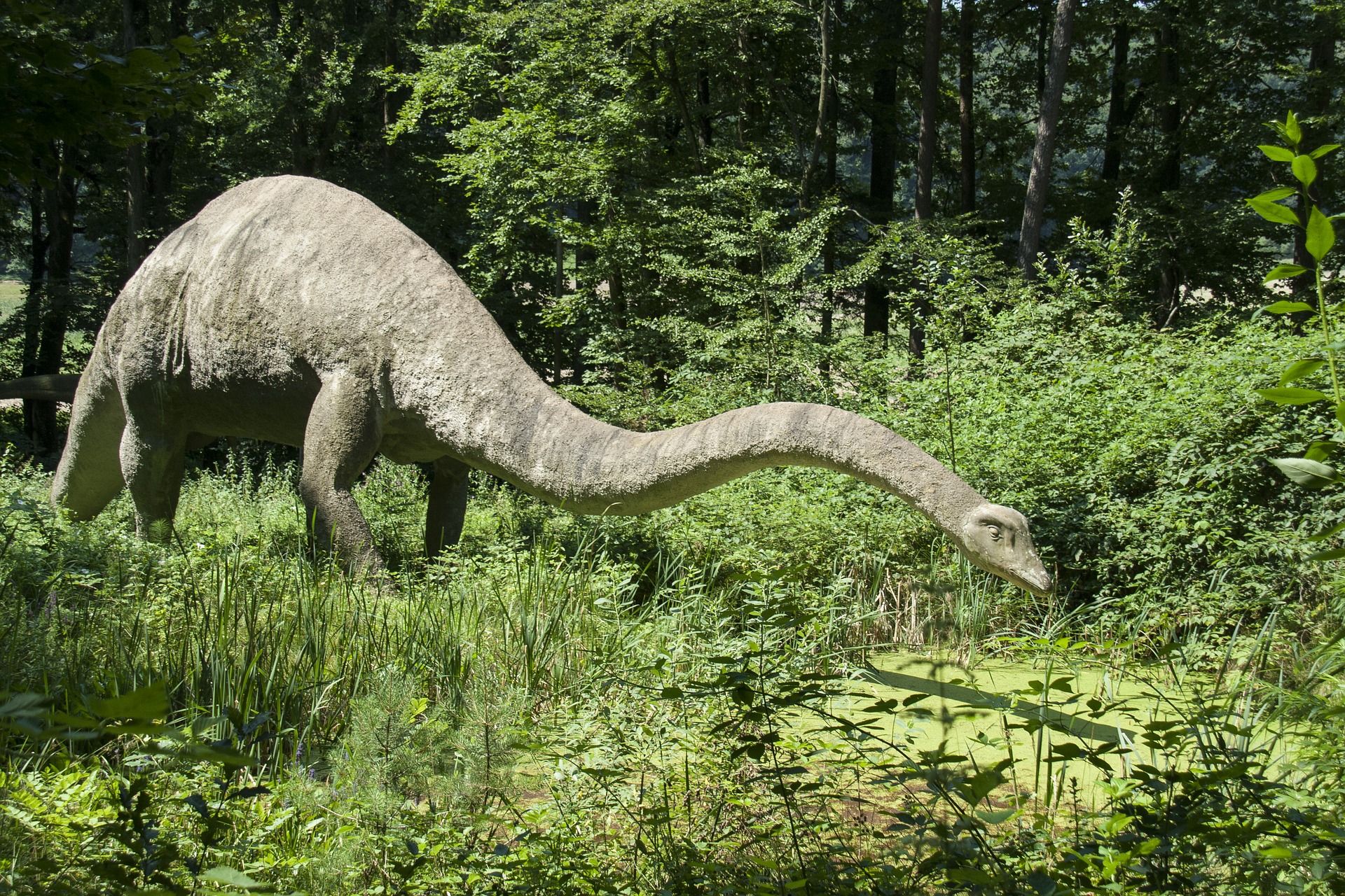 Ein Rekordgigant der Urzeit im Dinosaurierpark Teufelsschlucht – das lebensgroße Modell des Seismosaurus steht bis November in der Südeifel