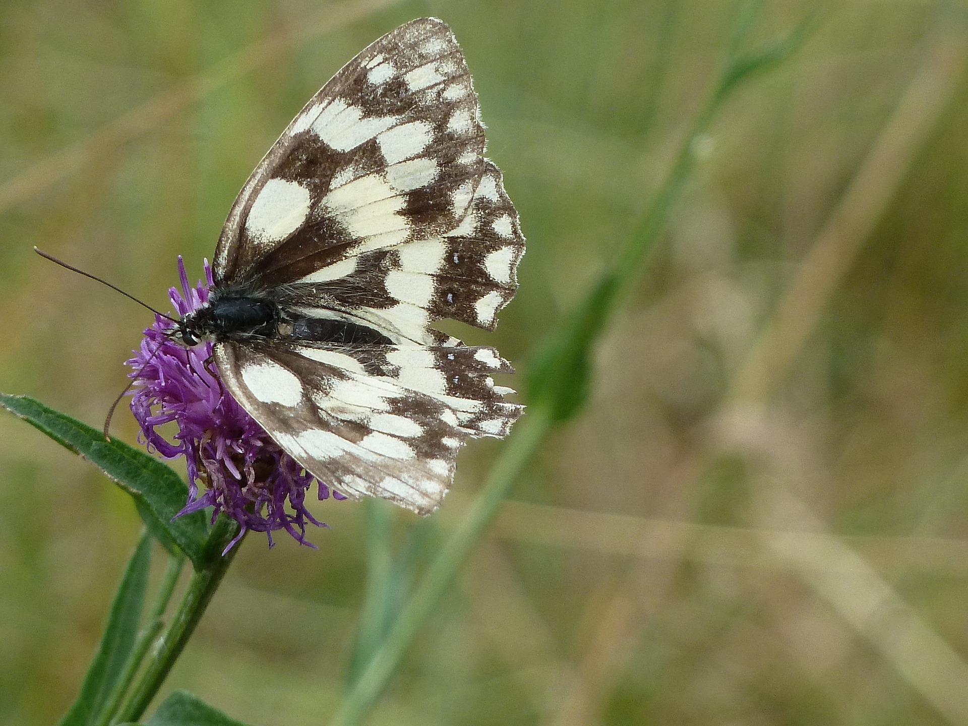 Schmetterling des Jahres 2019 – der Schachbrettfalter