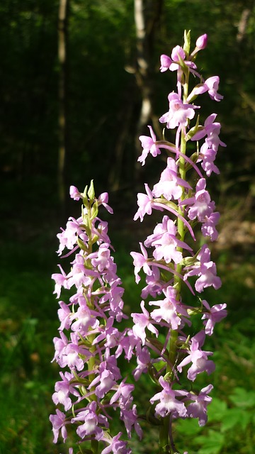 Orchideen in der Eifel