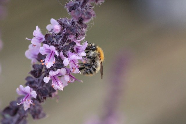 Happy World Bee Day