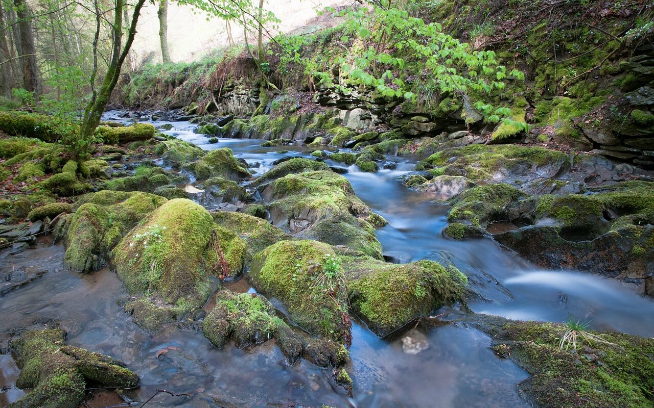 Belastet der Besucherandrang die Natur im Nationalpark Eifel?