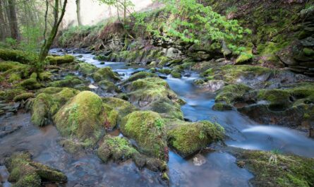 Belastet der Besucherandrang die Natur im Nationalpark Eifel?