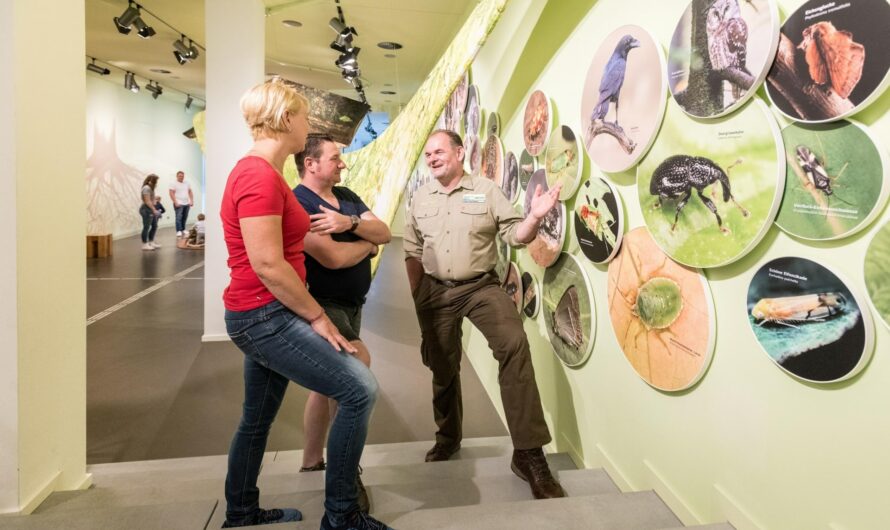 „Wildnis(t)räume“ im Nationalpark Eifel: Wieder Führungen und Programme